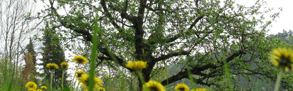 Eine Wiese mit gelbem Löwenzahn und einem blühenden Baum: Bildung grünt und blüht an den Evangelischen Fachschulen für Sozialpädagogik. Wir bilden Erzieherinnen und Erzieher aus - an vier Standorten in Württemberg. 