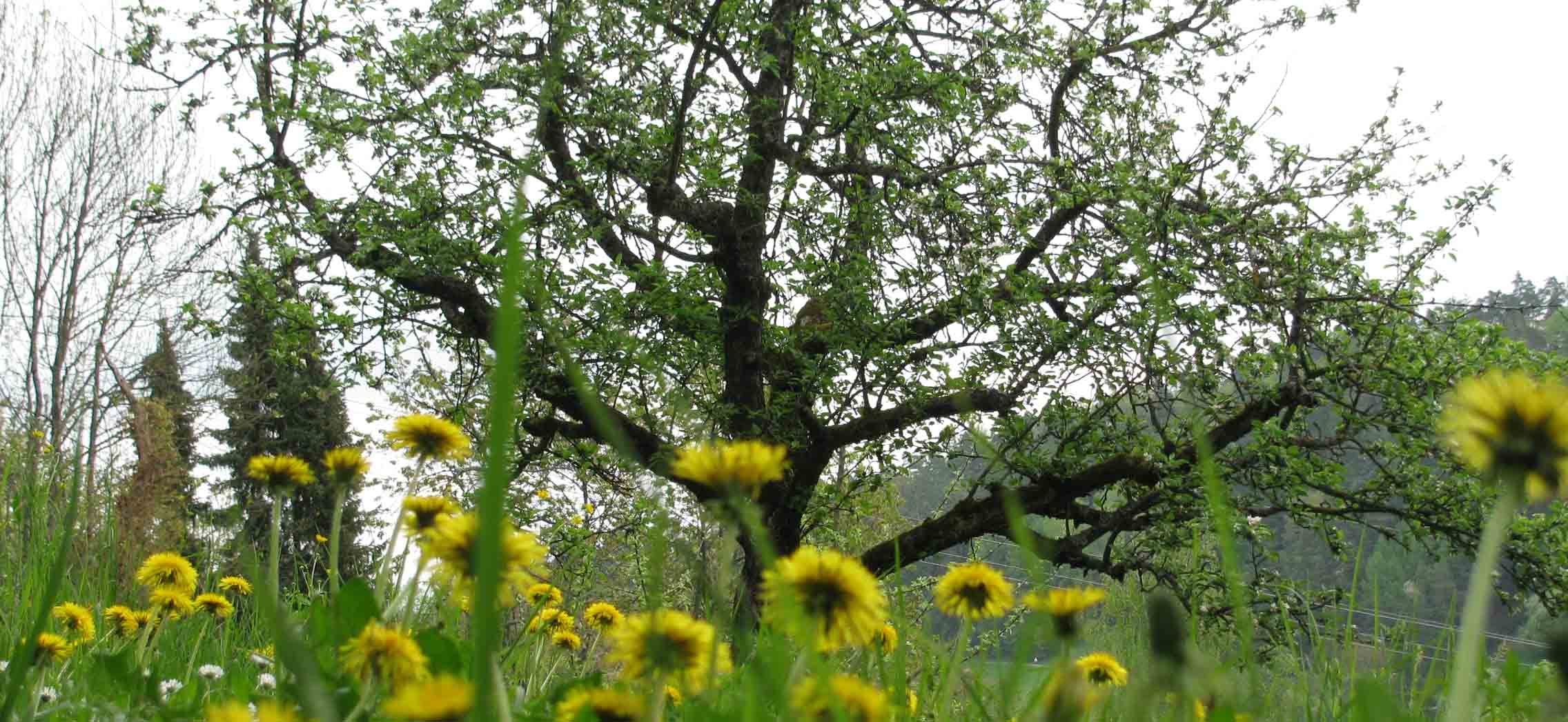 Eine Wiese mit gelbem Löwenzahn und einem blühenden Baum: Bildung grünt und blüht an den Evangelischen Fachschulen für Sozialpädagogik. Wir bilden Erzieherinnen und Erzieher aus - an vier Standorten in Württemberg. 